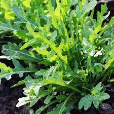 Green Rocket Salad Seeds for Planting – Heirloom Non-GMO Peppery Leafy Vegetable Seeds with High Germination
