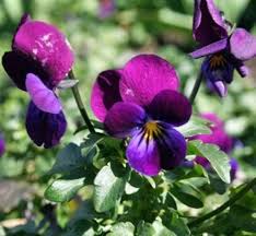 Viola Cornuta Flower Seeds