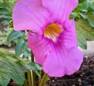 Pink Incarvillea Flower Seeds for Planting | Heirloom Non-GMO High Germination Organic Garden Seeds