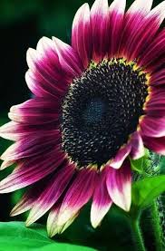 Pink White Sunflower Flower Seeds for Planting | Heirloom Non-GMO High Germination Organic Garden Seeds