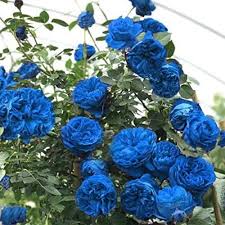 Climbing Rose Flower Seeds for Planting – Sun Loving Heirloom Non-GMO High Germination Organic Garden Seeds