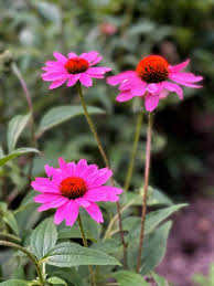 Pink Coneflower Seeds for Planting | Heirloom Non-GMO Organic Garden Seeds, Easy to Grow, High Germination