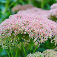 Pink Sedum Stolon Flower Seeds for Planting - Garden Favorite, Heirloom & GMO Free Seeds for Home Garden Non-GMO