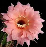 Pink Echinopsis Tubiflora Flower Seeds for Planting – Heirloom, Non-GMO, High Germination Organic Garden Seeds