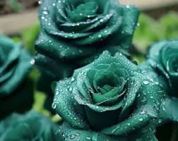 Scottish Green Rose Flower Seeds for Planting – Heirloom, Non-GMO, High Germination, Organic Garden Seeds
