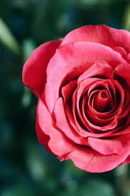 Light Red Rose Flower Seeds for Planting – Heirloom, Non-GMO, High Germination Organic Garden Seeds