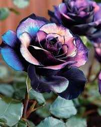 Multi-Color Rose Black Blue Flower Seeds for Planting – Heirloom, Non-GMO, High Germination Organic Garden Seeds