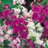 Heirloom Pea Flower Seeds for Planting – Non-GMO High Germination Organic Garden Seeds
