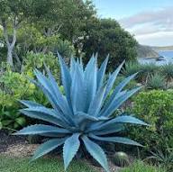 Green Agave Ferox Flower Seeds for Planting – Heirloom, Non-GMO, Sun-Loving Garden Seeds