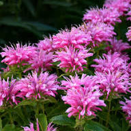 Pink Wild Bergamot Monarda Fistulosa Bee Balm Seeds for Planting – Hardy, Heirloom, Non-GMO, Organic Garden Seeds
