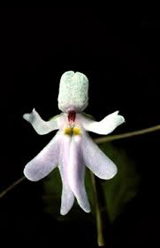 Impatiens Bequaertii Flower Seeds for Planting – Fragrant Blossoms, Heirloom Non-GMO