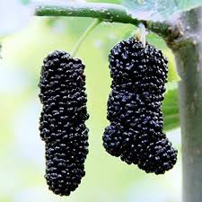 Black Mulberry Fruit Seeds 