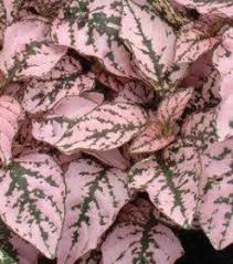 Pink Hypoestes Splash Flower Seeds for Planting | Heirloom Non-GMO Organic Garden Seeds High Germination
