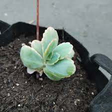 Kalanchoe Flower Seeds for Planting – Heirloom, Non-GMO, High Germination Organic Garden Seeds