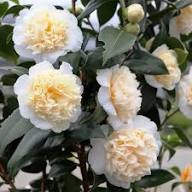 Camellia Light Yellow Flower Seeds for Planting - Heirloom, Non-GMO, High Germination Organic Garden Seeds