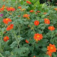 Orange Mini Sunflower Seeds for Planting – Heirloom Non-GMO High Germination Organic Garden Seeds