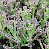 Kalanchoe Flower Seeds for Planting – Cottage Garden Essential Heirloom, Non-GMO, High Germination Organic Garden Seeds
