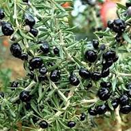 Black Goji Berry Fruit Seeds for Planting – Heirloom Non-GMO High Germination Organic Garden Seeds