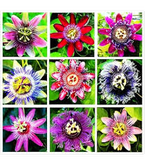 Mixed Passiflora Incarnata Flower Seeds for Planting – Premium Quality, Heirloom, Non-GMO, High Germination