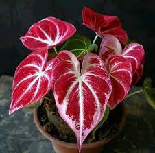 Red Thailand Caladium Flower Seeds for Planting – Heirloom, Non-GMO, Sun Loving, High Germination