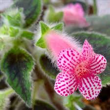 Pink Kohleria Flower Seeds for Planting – Heirloom, Non-GMO, High Germination Organic Garden Seeds