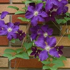 Deep Purple Clematis Flower Seeds for Planting – Cottage Garden Essential, Heirloom, Non-GMO Seeds for Home Garden