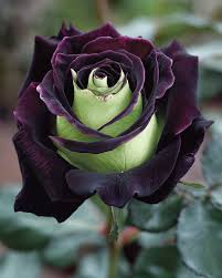 Green Mix Unique Rose Flower Seeds for Planting – Heirloom, Non-GMO, High Germination Garden Seeds