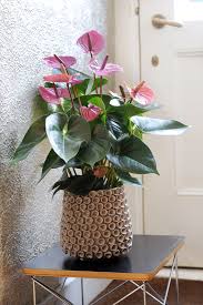 Anthurium Cavalli Flower Seeds for Planting – Heirloom, Non-GMO, Long Bloom, High Germination