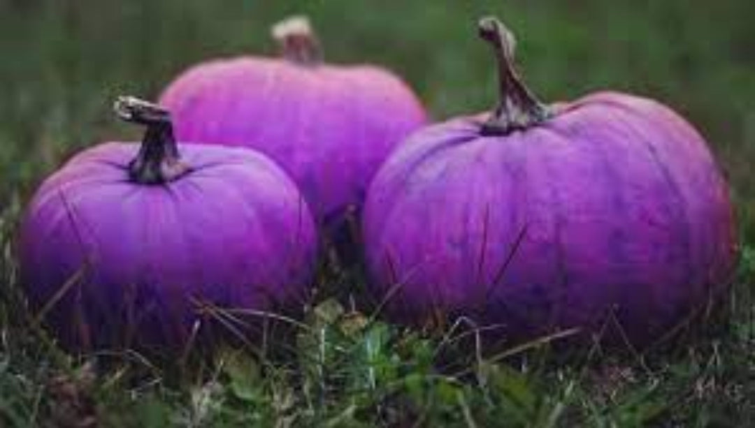 Vegetable Seeds,Garden seeds, Seeds For Planting,Plant Seeds