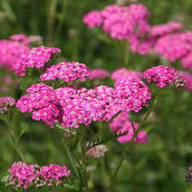Pink Achillea Yarrow Flower Seeds for Planting - Premium Quality, Heirloom & GMO Free Seeds for Home Garden Non-GMO