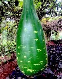 Striped Bottle Gourd Seeds for Planting – Heirloom, Non-GMO, Organic Garden Seeds, High Germination, Edible & Ornamental Variety