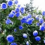 Sky Blue Climbing Rose Flower Seeds for Planting | Heirloom Non-GMO High Germination Organic Garden Seeds