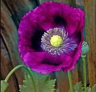 Pepperbox Flower Seeds for Planting – Wildflower Mix, Heirloom, Non-GMO