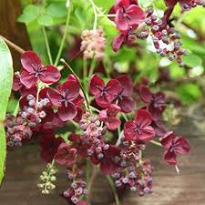 Chocolate Clematis Flower Seeds for Planting | Heirloom Non-GMO High Germination Organic Seeds