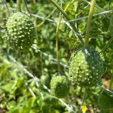 Green Cucumis Anguria Vegetable Seeds for Planting – Heirloom & Non-GMO Garden Seeds