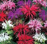 Mixed Panorama Flower Seeds for Planting – Heirloom, Non-GMO, High Germination Organic Garden Seeds