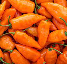 Orange Chili Vegetable Seeds for Planting – Heirloom & Non-GMO Chili Seeds