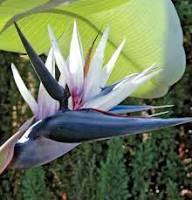 Cream Violet Strelitzia Flower Seeds for Planting – Heirloom Non-GMO High Germination Organic Garden Seeds