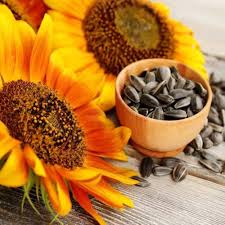 Heirloom Sunflower Flower Seeds – Non-GMO, High Germination Organic Garden Seeds