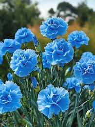 Sea Blue Dianthus Caryophyllus Flower Seeds for Planting – Heirloom, Non-GMO, High Germination Seeds