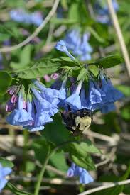 Mertensia Flower Seeds for Planting – Heirloom Non-GMO, High Germination Organic Garden Seeds