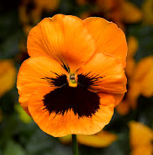 Orange Pansy Flower Seeds for Planting – Wildflower Mix, Heirloom & Non-GMO Organic Garden Seeds with High Germination