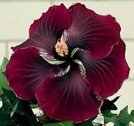 Purple Maroon Hibiscus Flower Seeds for Planting | Heirloom Non-GMO Organic Garden Seeds, Colorful Display, High Germination