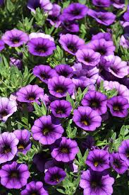 Purple Calibrachoa Flower Seeds for Planting – Heirloom, Non-GMO, High Germination Organic Garden Seeds