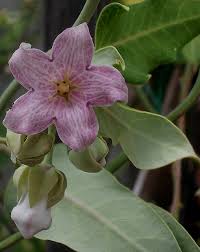 Araujia Flower Seeds for Planting – Heirloom, Non-GMO, High Germination Organic Garden Seeds