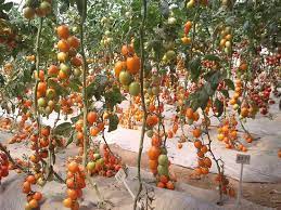 Red Yellow Tomato Vegetable Seeds for Planting – Heirloom &amp; Non-GMO Garden Seeds