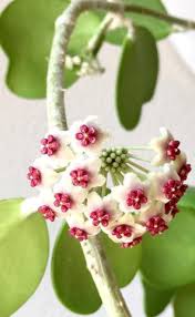 Hoya Kerrii Flower Seeds – Heirloom, Non-GMO, High Germination Organic Garden Seeds for Unique Indoor or Outdoor Planting