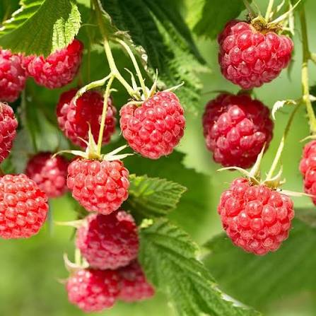 Raspberry Heritage Seeds 
