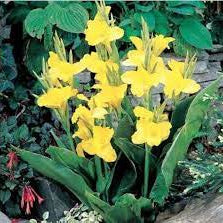 Flower Seeds, Seeds,Seeds For Planting,Plant Seeds