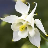 Aquilegia Lace Flower Seeds for Planting - Heirloom, Non-GMO, High Germination Organic Garden Seeds